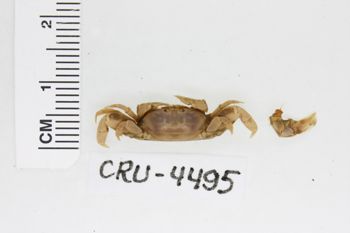 Media type: image;   Invertebrate Zoology CRU-4495 Description: Preserved specimen.;